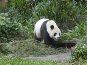 台北市立動物園のジャイアントパンダ