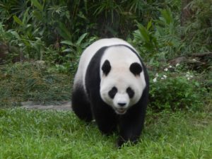 台北市立動物園のジャイアントパンダ