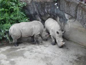 台北市立動物園のシロサイ