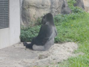 台北市立動物園のゴリラ