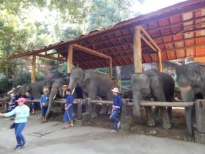 チェンマイのMesa Elephant Camp