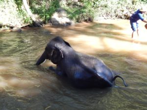 チェンマイのMesaElephantCampでの象さんの水浴び