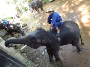 チェンマイのMesaElephantCampの象さんの水浴び