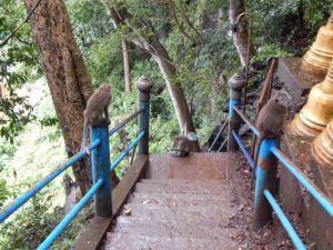 観光客を襲撃する猿たち