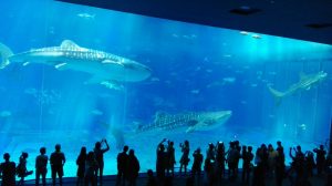 沖縄美ら海水族館の巨大水槽とジンベイザメ